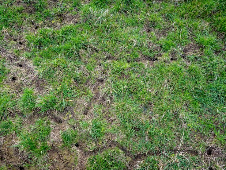 Löcher im Rasen? Wühlmäuse vertreibst du mit Hausmitteln aus dem Garten
